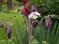 Mai5 010.webp