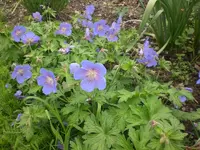 Mai5 014.webp