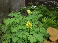 Mai5 018.webp