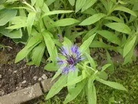 Mai5 020.webp