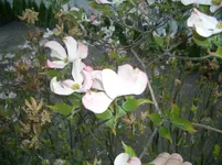 CIMG4955.webp