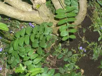 CIMG4957.webp