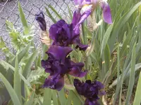 Bartirisblüte 4 dunkelblau.webp