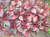 CIMG5672.webp