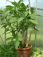 CIMG5674.webp