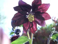 CIMG5687.webp