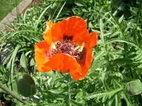 CIMG5697.webp