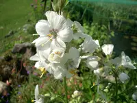 CIMG5700.webp