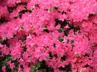 CIMG5707.webp