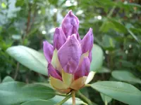 CIMG5710.webp