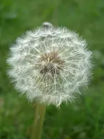 CIMG5711.webp