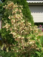 CIMG5715.webp