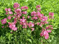 CIMG5720.webp