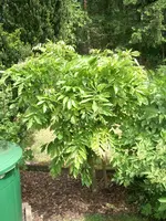CIMG5751.webp