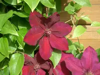 CIMG5756.webp