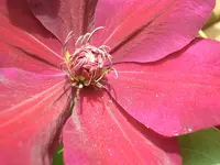 CIMG5757.webp
