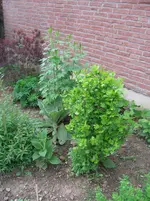 Rittersporn Eibisch.webp