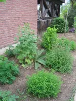 Rittersporn Eibisch 2.webp