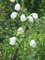 weißer Rittersporn1.webp