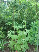 Rosa Rittersporn.webp