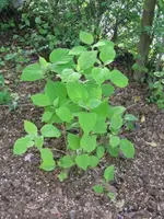 Hortensie Annabell.webp