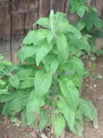 Fingerhut gegen Indianernessel.webp