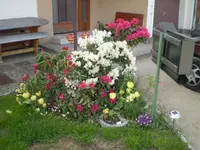 Rhodoeck.webp