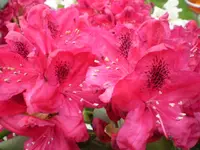 Rhodo rot groß.webp