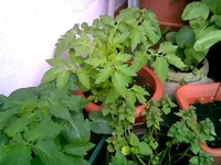 Tomaten.webp