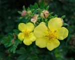 300px-2007-08-30Potentilla_fruticosa02.jpg