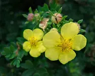 300px-2007-08-30Potentilla_fruticosa02.webp