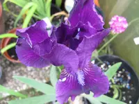 IMG_viola_1024x768.webp