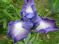 IMG_miss tigri_1024x768.webp