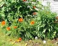 IMPG2413 brombeeren, mohn, cranberries.webp