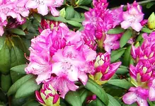 IMGP2390 rhododendron.webp