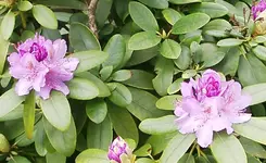 IMGP2419 rhodi lila.webp