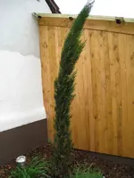 baum1.webp