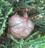 baum2.webp
