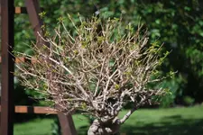 DSC_0036.webp