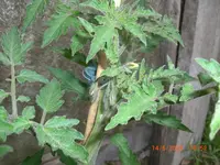 CIMG3216.webp