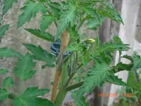 CIMG3217.webp