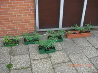 CIMG3222.webp
