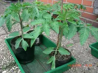 CIMG3224.webp