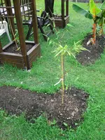 CIMG3231.webp