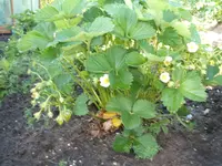 DSCF2930.webp