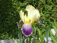 SA500008.webp