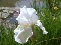 SA500016.webp