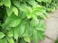 DSCN9123.webp