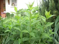 DSCN9124.webp