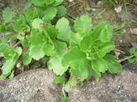 DSCN9125.webp